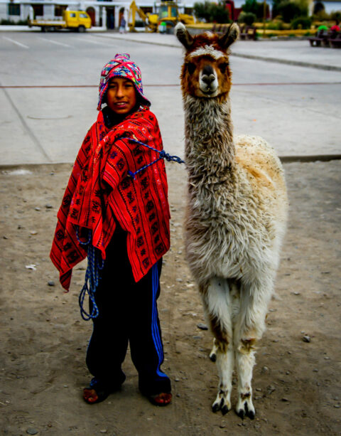 Llama Poses For Few Soles In Yanque, Peru
