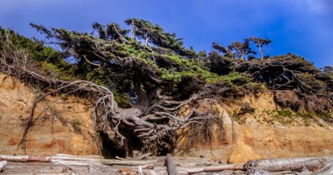 Look From Different Angle At Tree Of Life On Kalaloch Beach In Olympic National Park, WA