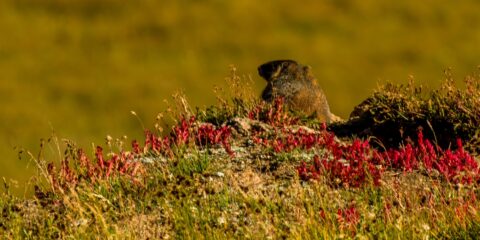 Marmot On The Mountain Side Near Alpine Visitor Centre In Rocky Mountain National Park, CO
