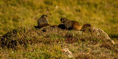 Marmot Play Near Alpine Visitor Centre In Rocky Mountain National Park, CO