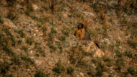 Marmot Posing On The Stone Near Alpine Visitor Centre In Rocky Mountain National Park, CO