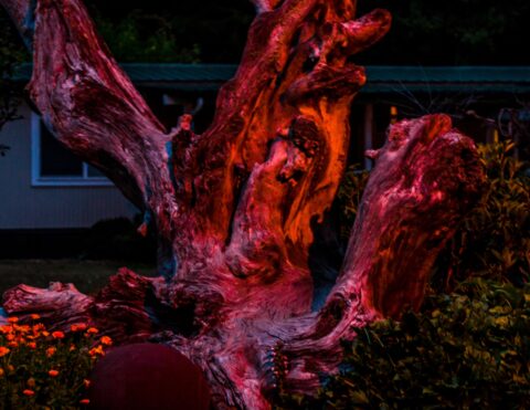 Nightmare Tree Near Gnome Home On Our Visit To Olympic National Park, WA