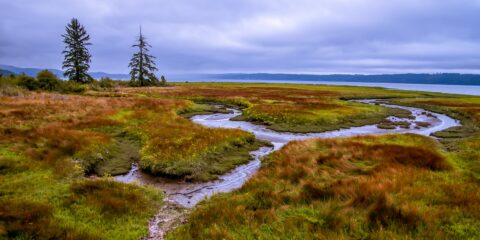 Sea Shore At Dosewallips State Park Near Olympic National Park, WA