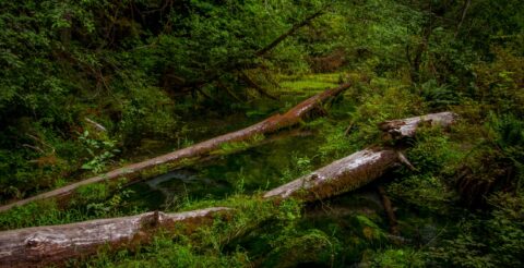 Swamp Along Trail To Hall of Mosses In Olympic National Park, WA