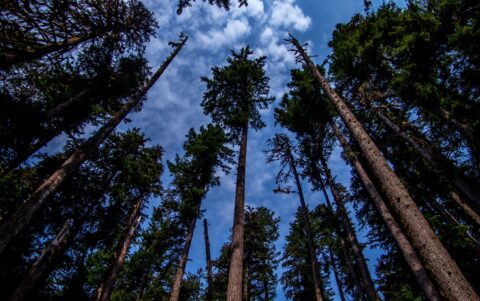 Tall Trees In Olympic National Park, WA