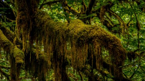 Thick Layers Of Moss On Branches In Hall of Mosses In Olympic National Park, WA