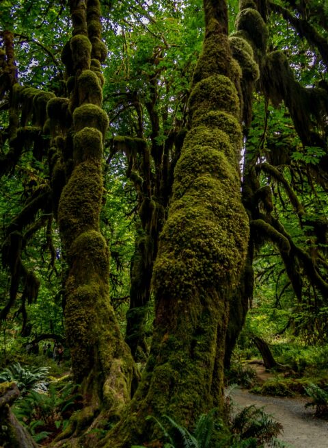 Trees Covered By Thick Layers Of Moss In Hall of Mosses In Olympic National Park, WA