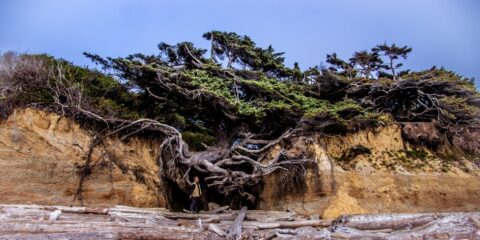 rrasha Under Tree Of Life On Kalaloch Beach In Olympic National Park, WA