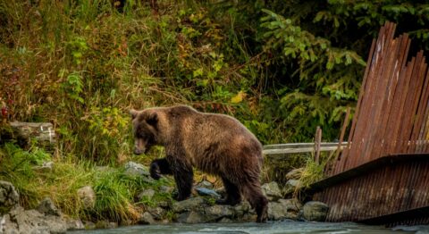 Big Grizzly Is Leaving Weir On The Chilkoot River With Full Tummy After Successful Fishing Day , Haines, AK