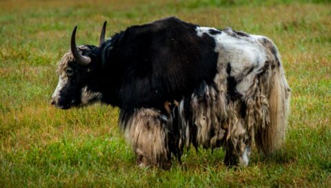 Black And White Alaska Yak In “Circle F Ranch”, Wrangell-St Elias National Park , AK