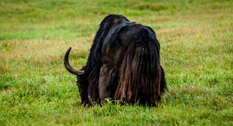 Alaska Yak In “Circle F Ranch”, Wrangell-St Elias National Park, AK