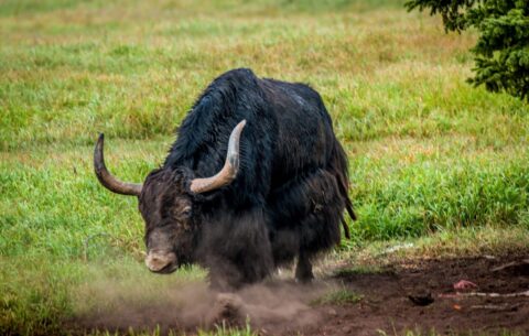 Alaska Yak Taking Dust Bath In “Circle F Ranch”, Wrangell-St Elias National Park, AK
