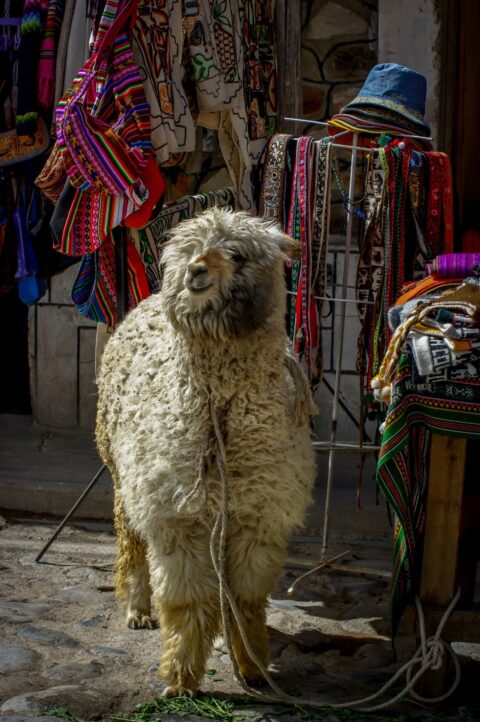 Alpaca Posing Near Maca Church, Colca Canyon, Peru