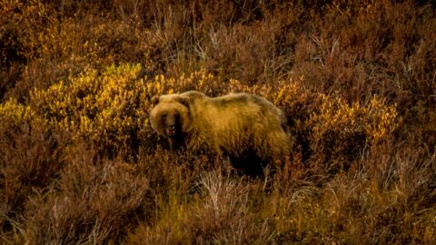 Angry Roar Of Grizzly Bear In Denali National Park, AK