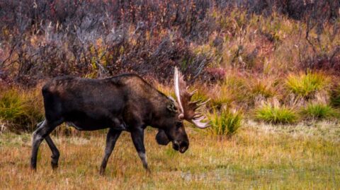 Bull Moose Grazing In The Grass In Denali National Park, AK