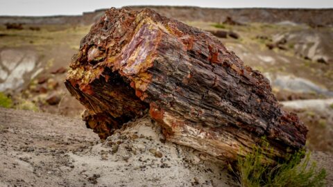 Another Nice Piece Of Petrified Wood In Petrified Forest National Park, AZ