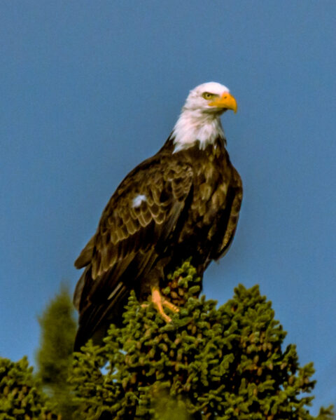 Bald Eagle On The Top Of The Tree, AK