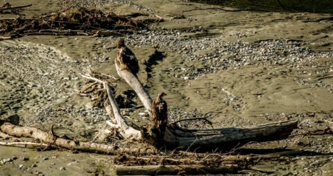 Bald Eagles In Chilkat Valley, Haines, AK