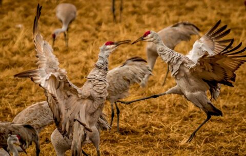 Battle Of Red Crest Cranes In Bosque Del Apache, NM