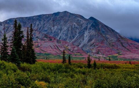 Beautiful Autumn Colors On Kesugi Ridge, Denali State Park, AK
