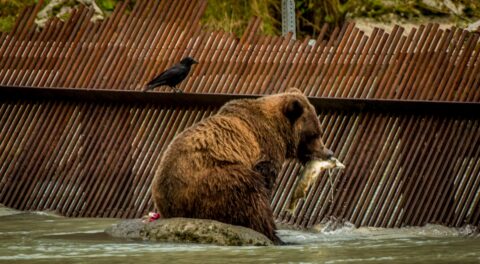 Best In Fishing Grows To Be The Biggest Bear In Area. Chilkoot River, Haines, AK