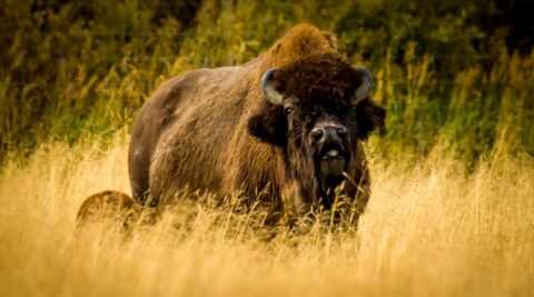 Big And Small Bison In The Tall Grass, AK