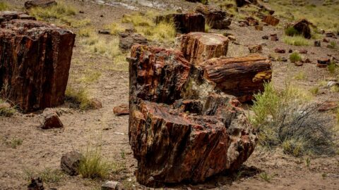 Big And Small Chunks Of  Petrified Wood In Petrified Forest National Park, AZ