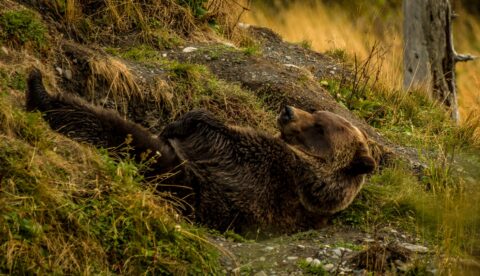 Giant Brown Bear Goes To Sleep, AK