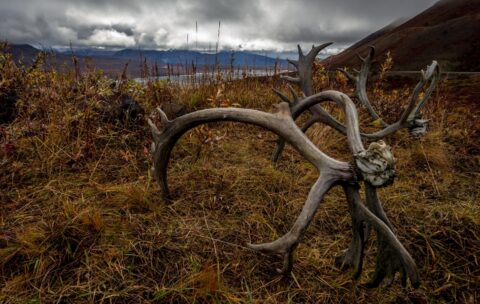 Big Elks’ Antlers In The Grass In Denali National Park, AK