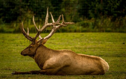 Big Elk Resting In The Grass, AK