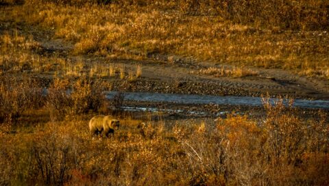Big Grizzly Bear Near The Savage River In Denali National Park, AK