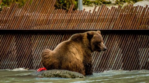 Big Grizzly Bear Taking Rest And Monitoring Photographers On The. Chilkoot River Bank, Haines, AK