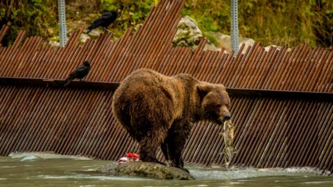 Big Grizzly Bear With Another Salmon In His Mouth, By The Weir On The Chilkoot River, Haines, AK