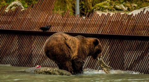 Big Grizzly By The Weir On The Chilkoot River Caught Another Salmon, Haines, AK