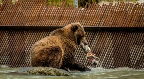 Big Grizzly By The Weir On The Chilkoot River Was The Most Successful In Fishing, Haines, AK
