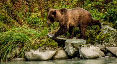 Big Grizzly Bear Is Marching Along Chilkoot River, Haines, AK