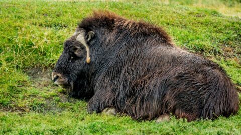 Big Male Muskox Laying In The Grass, AK