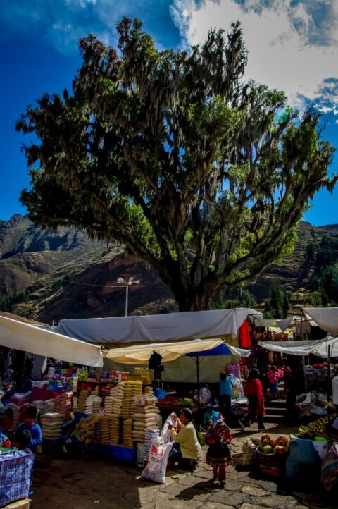 Big Tree At The Central Plaza Of Pisac Market, Sacred Valley, Peru