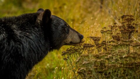 Profile Of Black Bear, AK