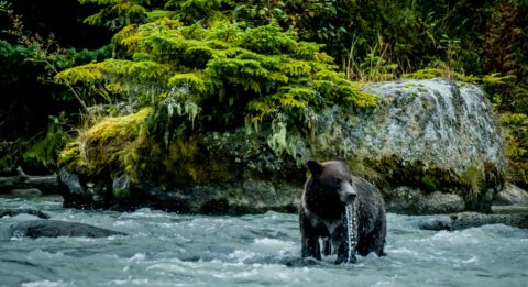 Black Bear Did Not Catch Fish In Chilkoot River, But Maybe Grizzly Is Hunting Him, Haines, AK