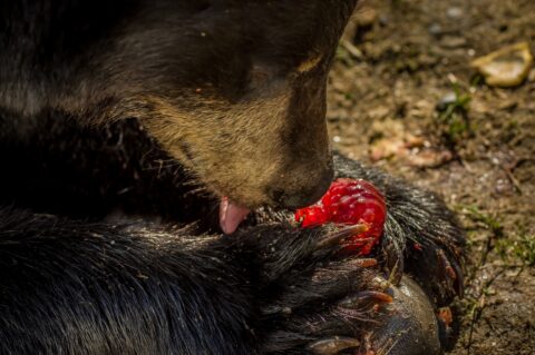 Black Bear Enjoys Eating Fish, AK