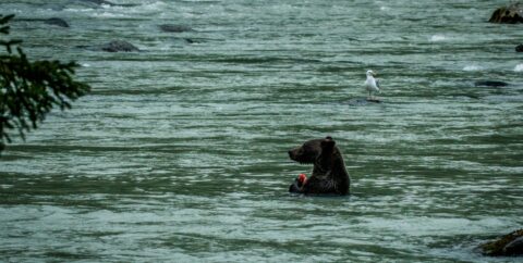 Black Bear Eats Salmon In Chilkoot River, Scared Of Grizzly On The River Bank Who Is Hunting Him, Haines, AK