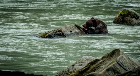 Black Bear Eats Salmon In The Middle Of Chilkoot River, Scared Of Grizzly On The River Bank Who Is Hunting Him, Haines, AK