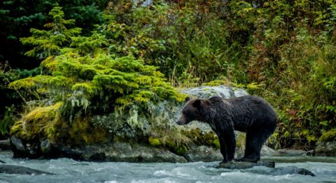 Black Bear Fishing In Chilkoot River, Haines, AK