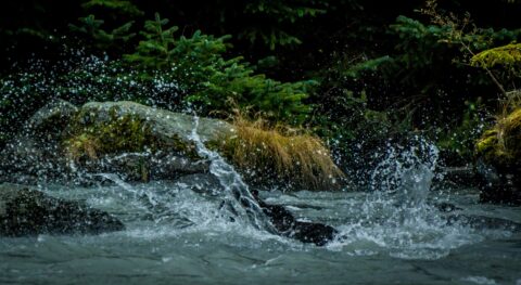 Black Bear Splashing Into Chilkoot River, Haines, AK