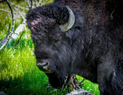 Big Black Bison in Yellowstone National Park, WY