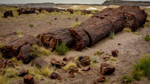 Broken Trunk Of  Petrified Wood In  Petrified Forest National Park, AZ