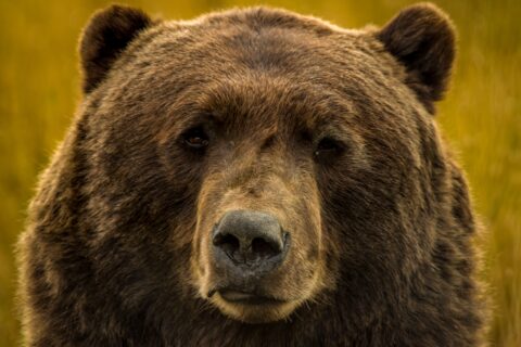 Brown Bear Is Looking At Me From His 8ft Down, AK