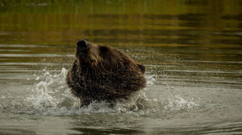 Brown Bear Shake, AK