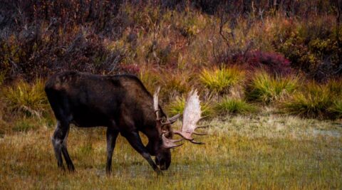 Moose Bull In Denali National Park, AK